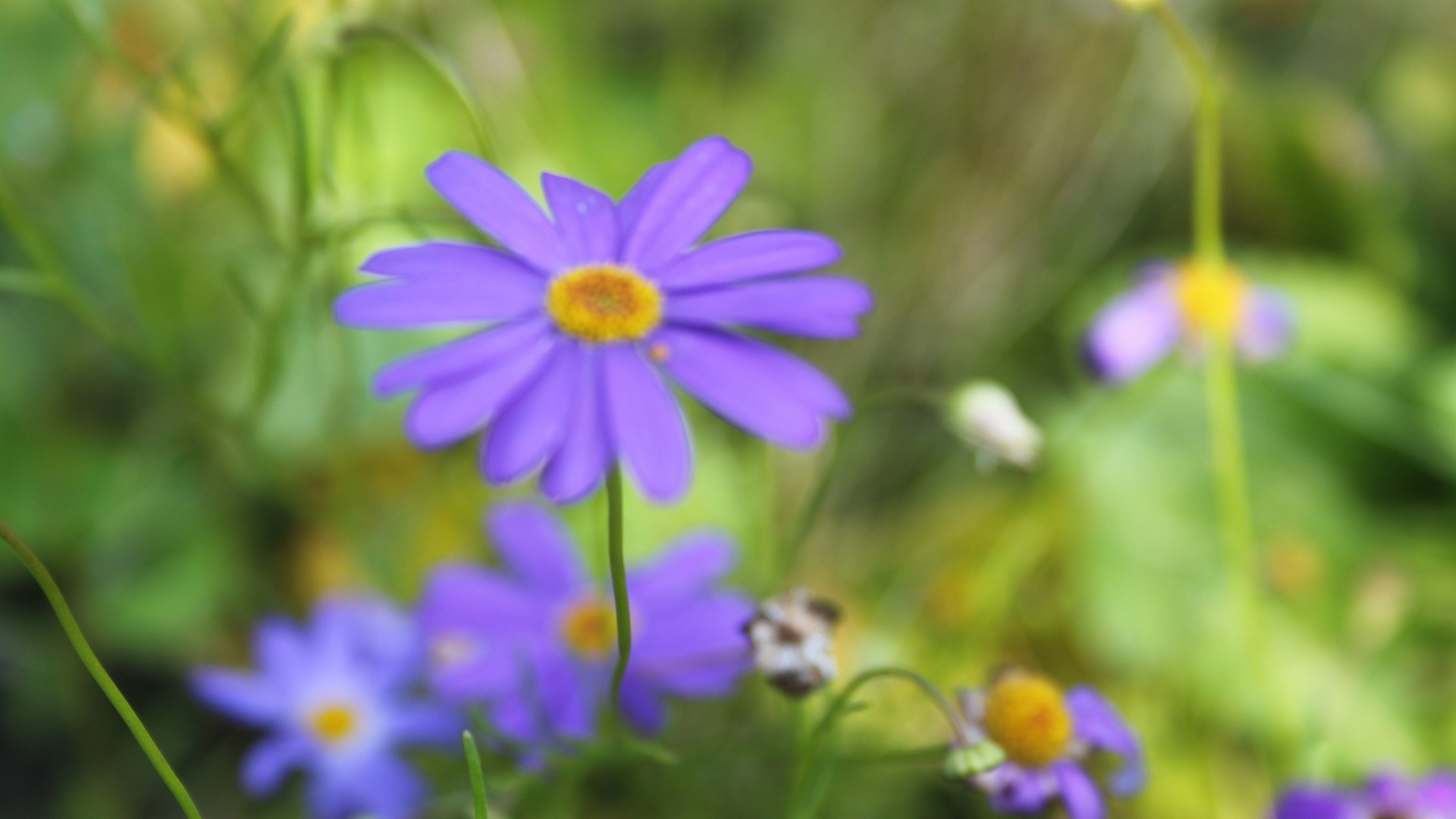 Fleur Pourpre Dans L'objectif à Basculement. Wallpaper in 1920x1080 Resolution