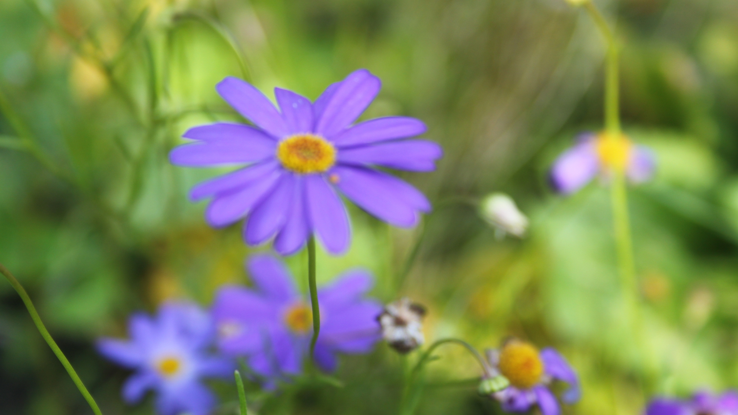 显花植物, 野花, 紫色的, 弹簧, 年度工厂 壁纸 2560x1440 允许