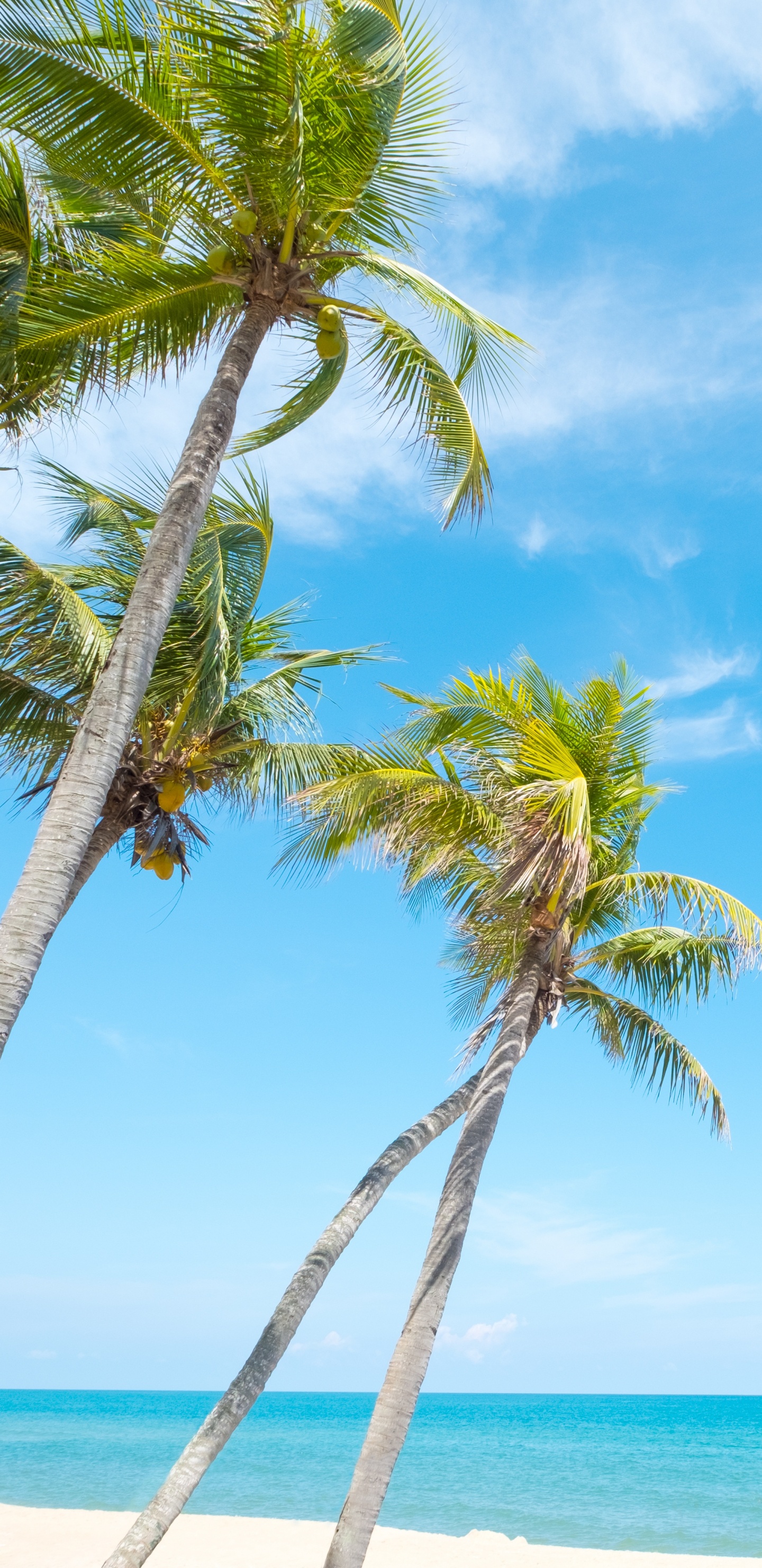 Palm Tree Near Body of Water During Daytime. Wallpaper in 1440x2960 Resolution