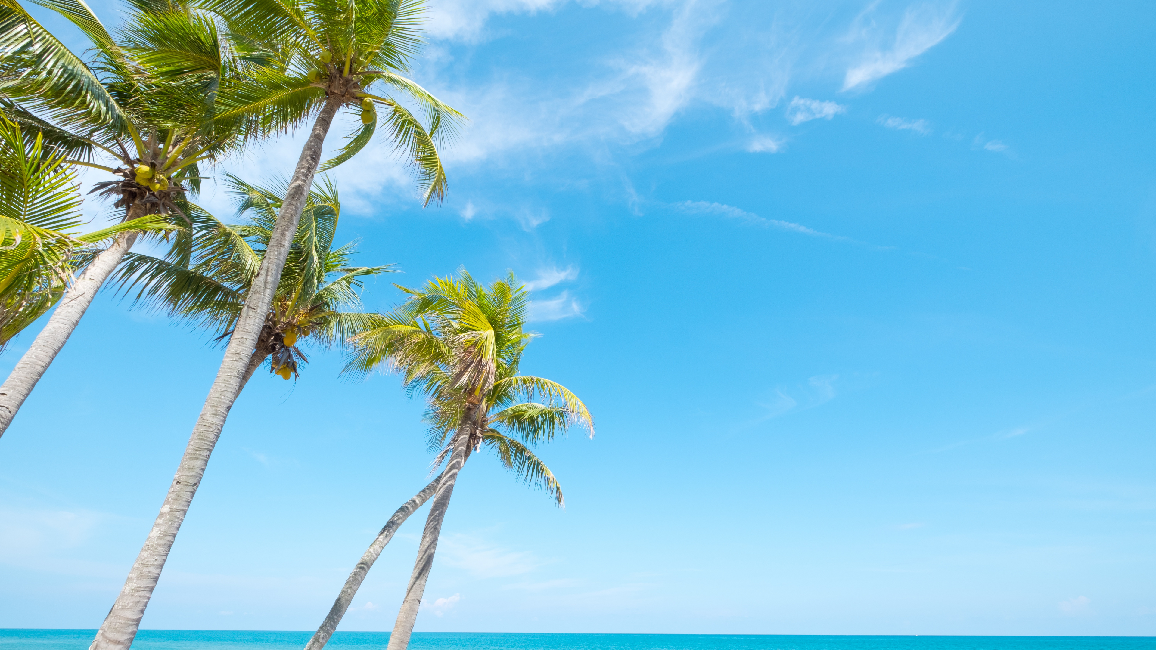 Palm Tree Near Body of Water During Daytime. Wallpaper in 3840x2160 Resolution