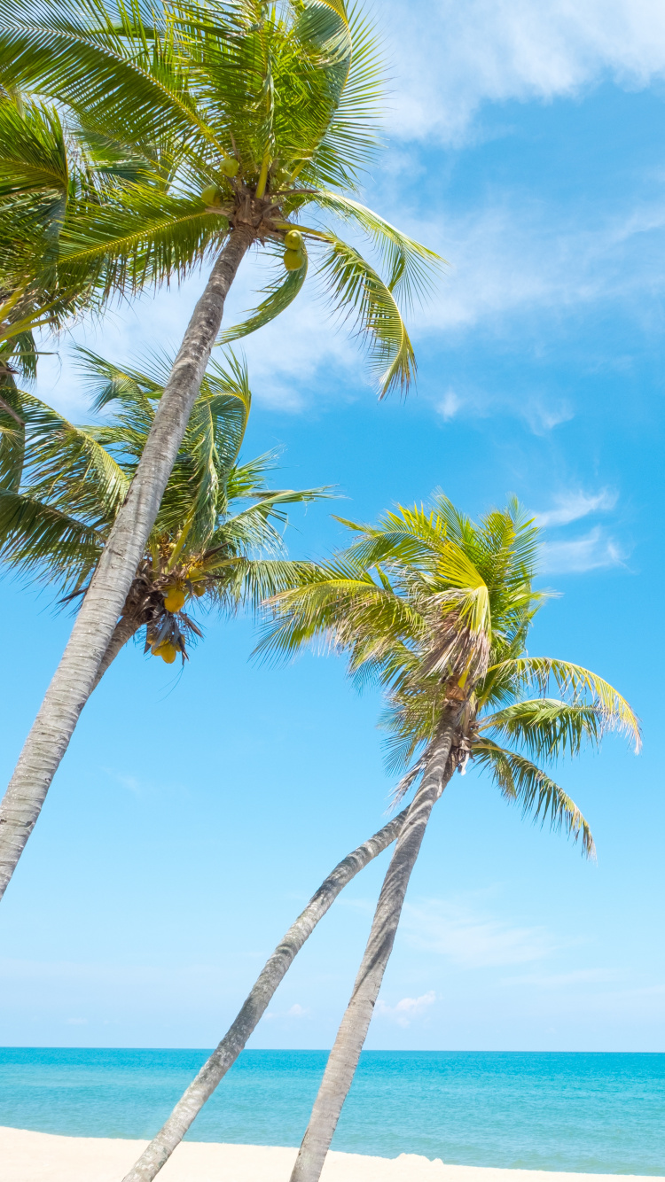 Palm Tree Near Body of Water During Daytime. Wallpaper in 750x1334 Resolution