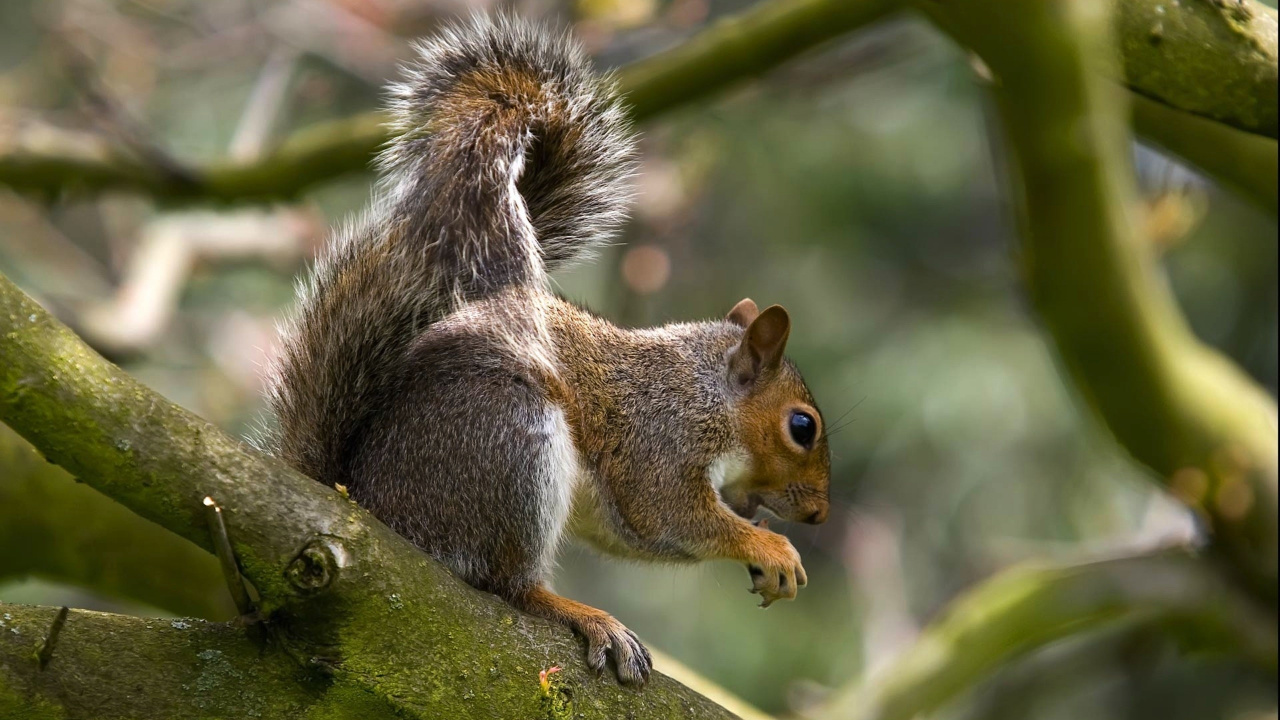 Brown Squirrel on Tree Branch During Daytime. Wallpaper in 1280x720 Resolution