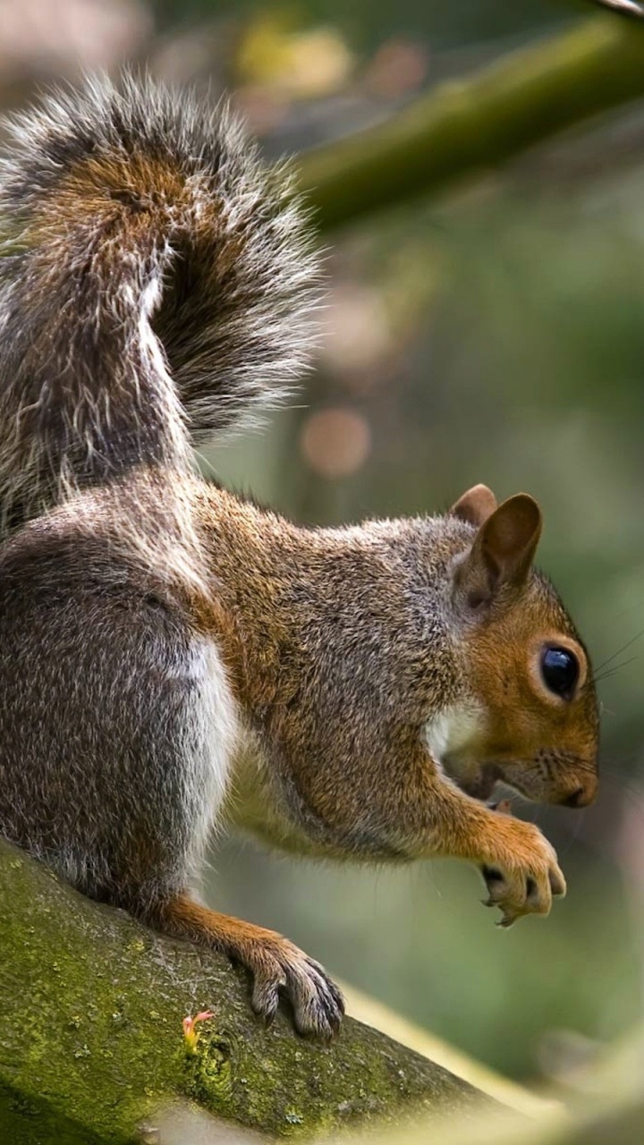 Brown Squirrel on Tree Branch During Daytime. Wallpaper in 720x1280 Resolution