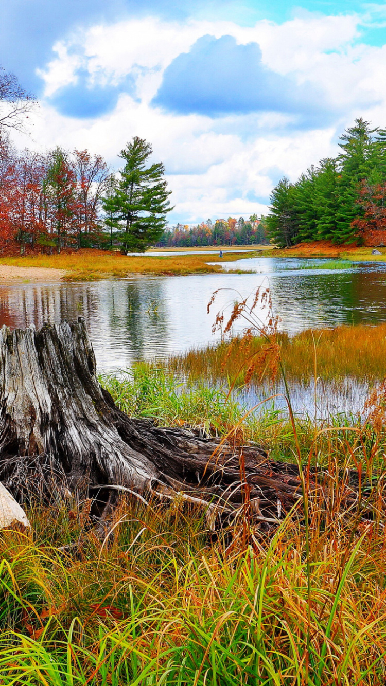 Journal D'arbre Brun Sur le Lac. Wallpaper in 750x1334 Resolution