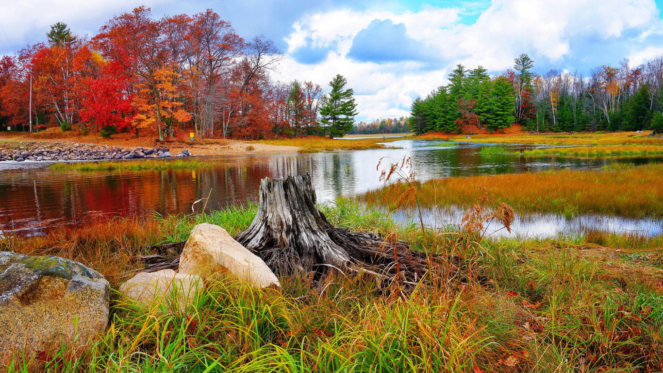 Brown Tree Log on Lake. Wallpaper in 1366x768 Resolution