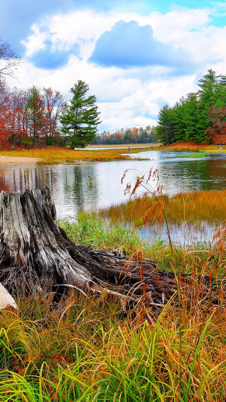Brown Tree Log on Lake. Wallpaper in 720x1280 Resolution