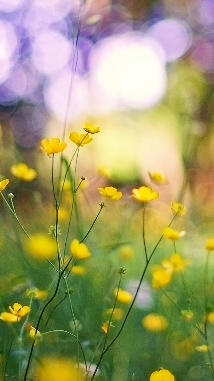 Weiße Und Gelbe Blüten in Tilt-Shift-Linse. Wallpaper in 750x1334 Resolution