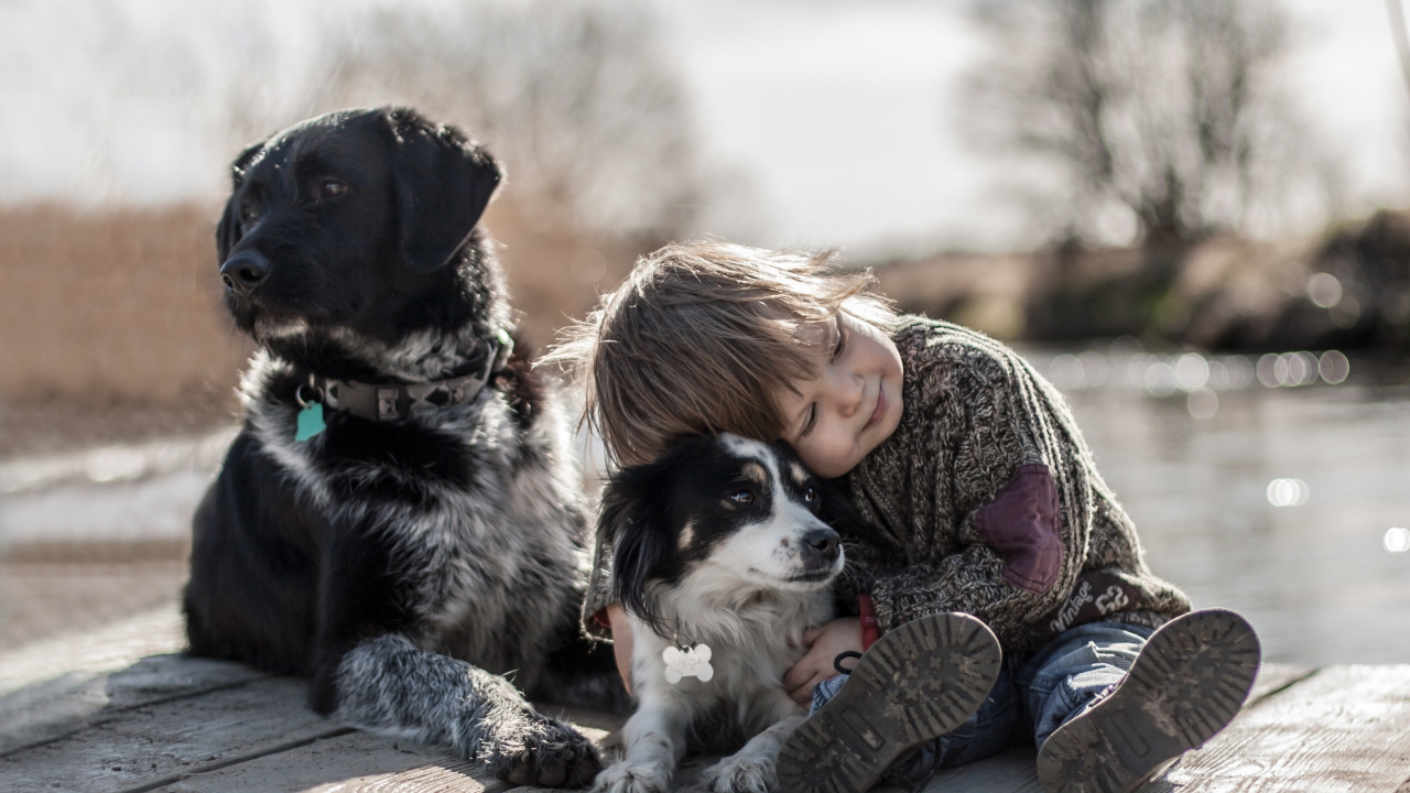 Dog, Dog Breed, Mother, Communication, Animal. Wallpaper in 1280x720 Resolution