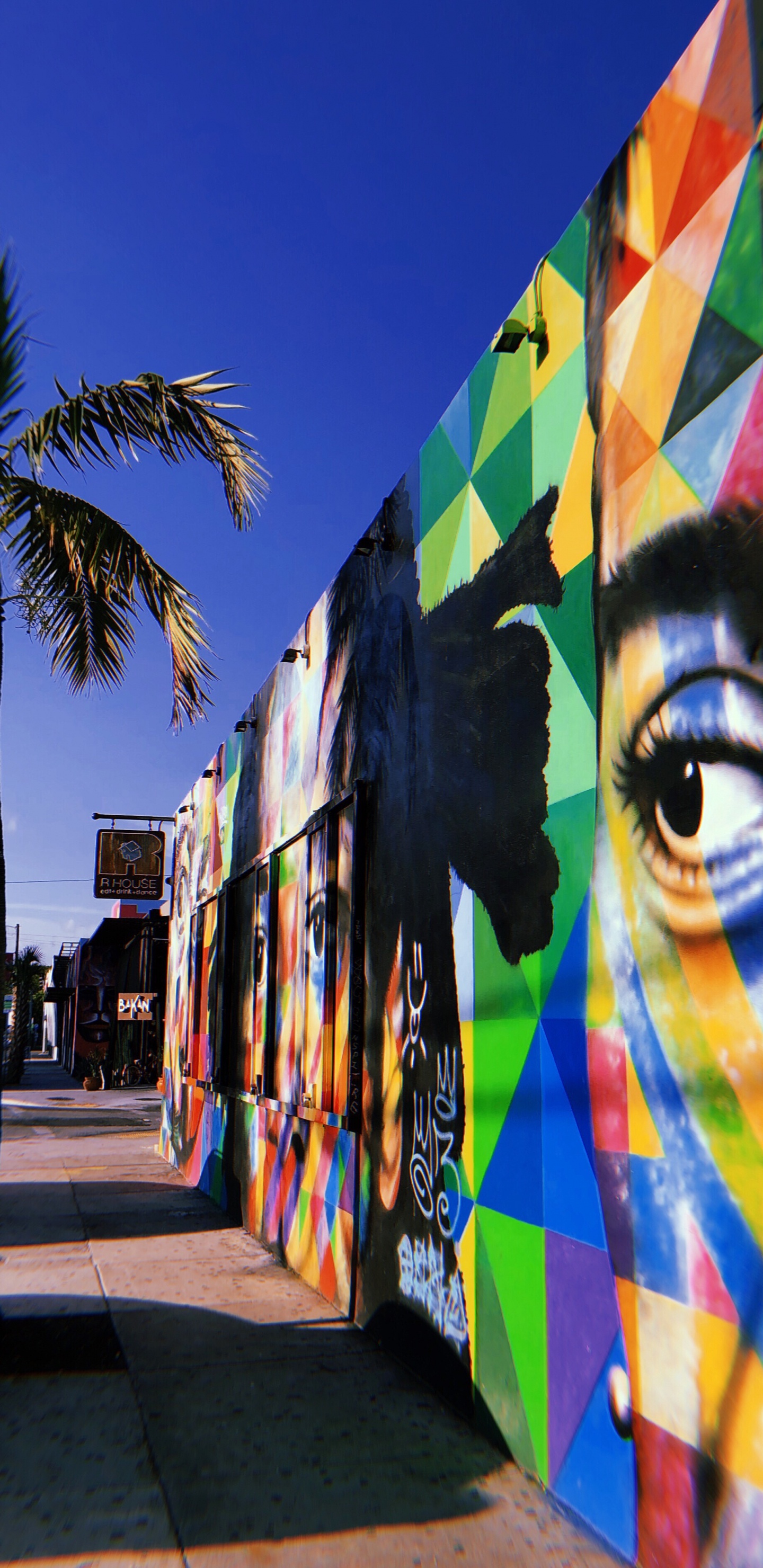 Miami, Baum, Tourismus, Wissenschaft, Biologie. Wallpaper in 1440x2960 Resolution