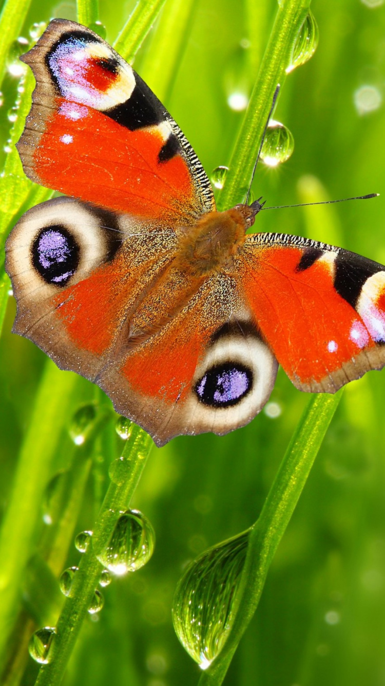 Papillon Paon Perché Sur Une Feuille Verte en Photographie Rapprochée Pendant la Journée. Wallpaper in 750x1334 Resolution