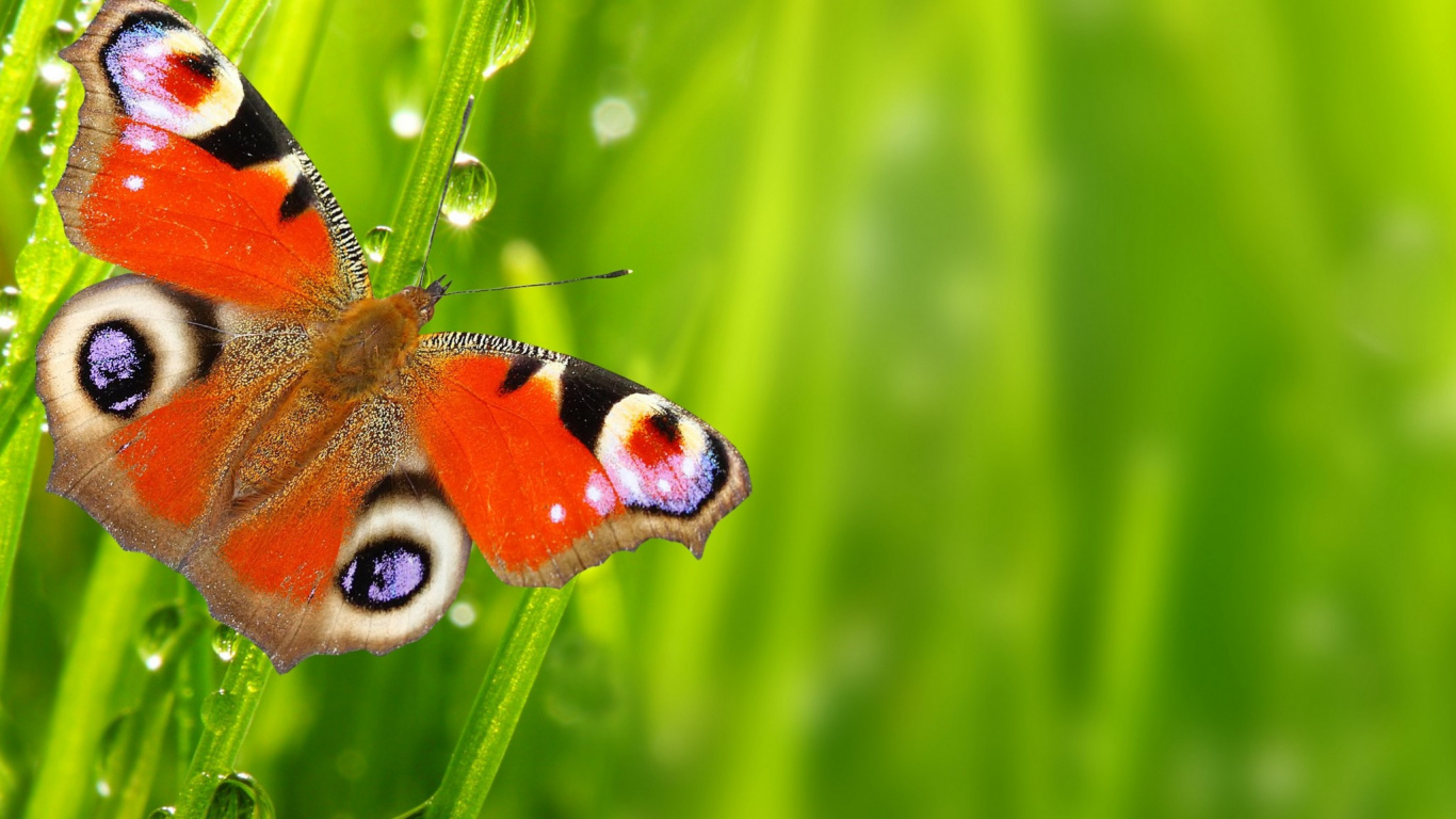 Peacock Butterfly Perched on Green Leaf in Close up Photography During Daytime. Wallpaper in 1366x768 Resolution