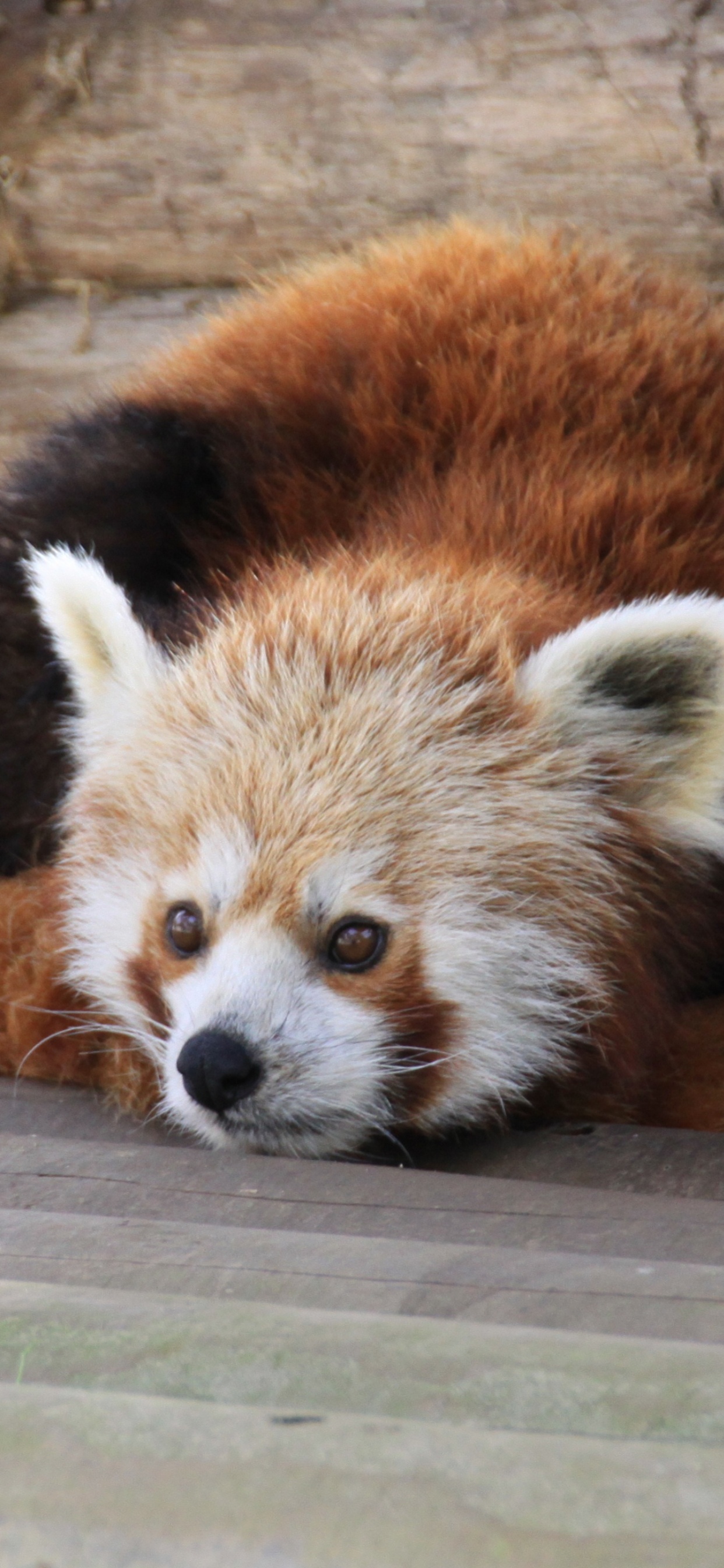 Roter Panda Auf Braunem Ast Tagsüber. Wallpaper in 1242x2688 Resolution