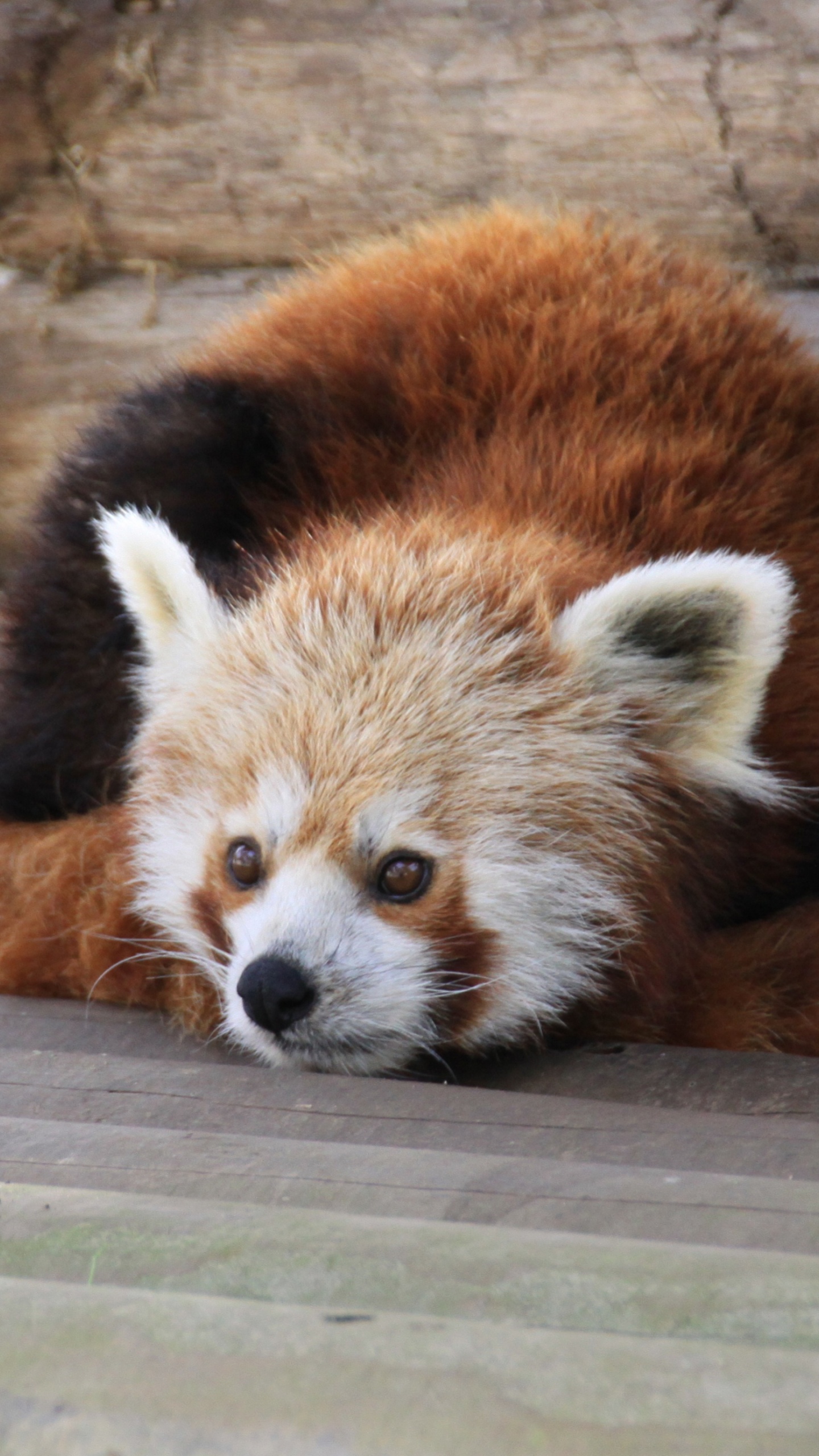 Roter Panda Auf Braunem Ast Tagsüber. Wallpaper in 1440x2560 Resolution