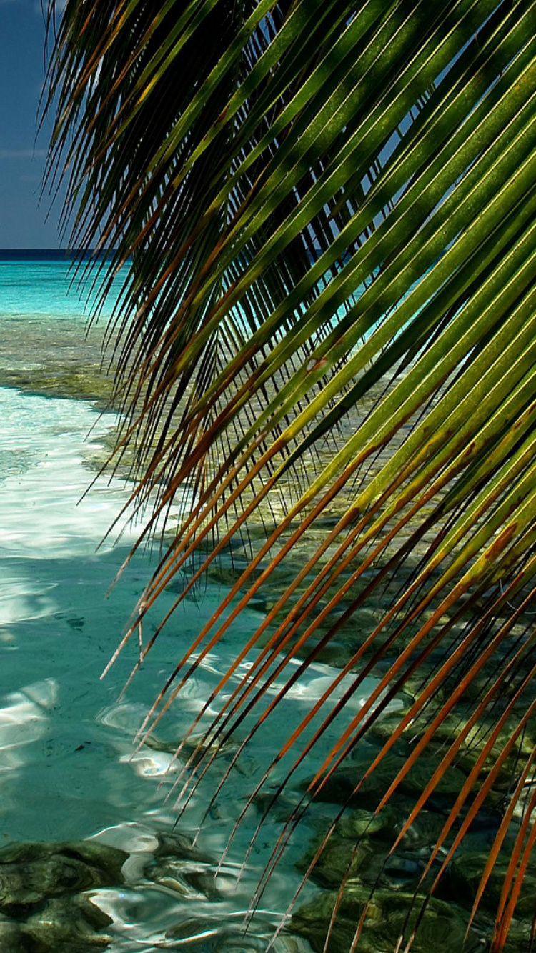 Palme am Strand Tagsüber. Wallpaper in 750x1334 Resolution