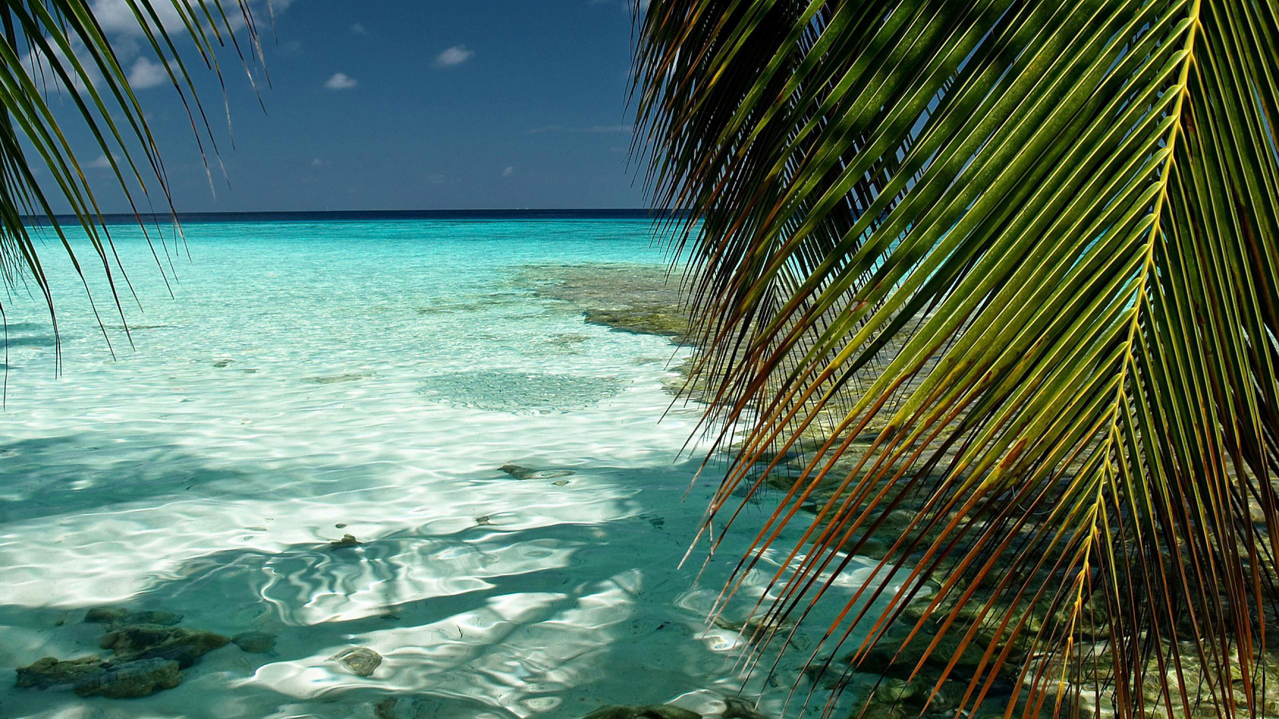 Palm Tree on Beach During Daytime. Wallpaper in 2560x1440 Resolution
