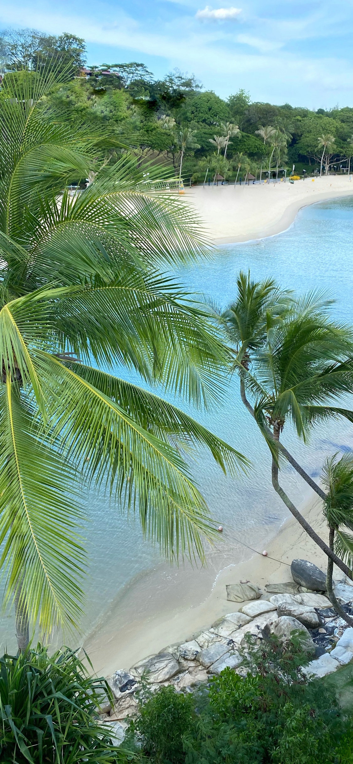 Vegetation, Palm Trees, Water, Ecosystem, Tourism. Wallpaper in 1125x2436 Resolution