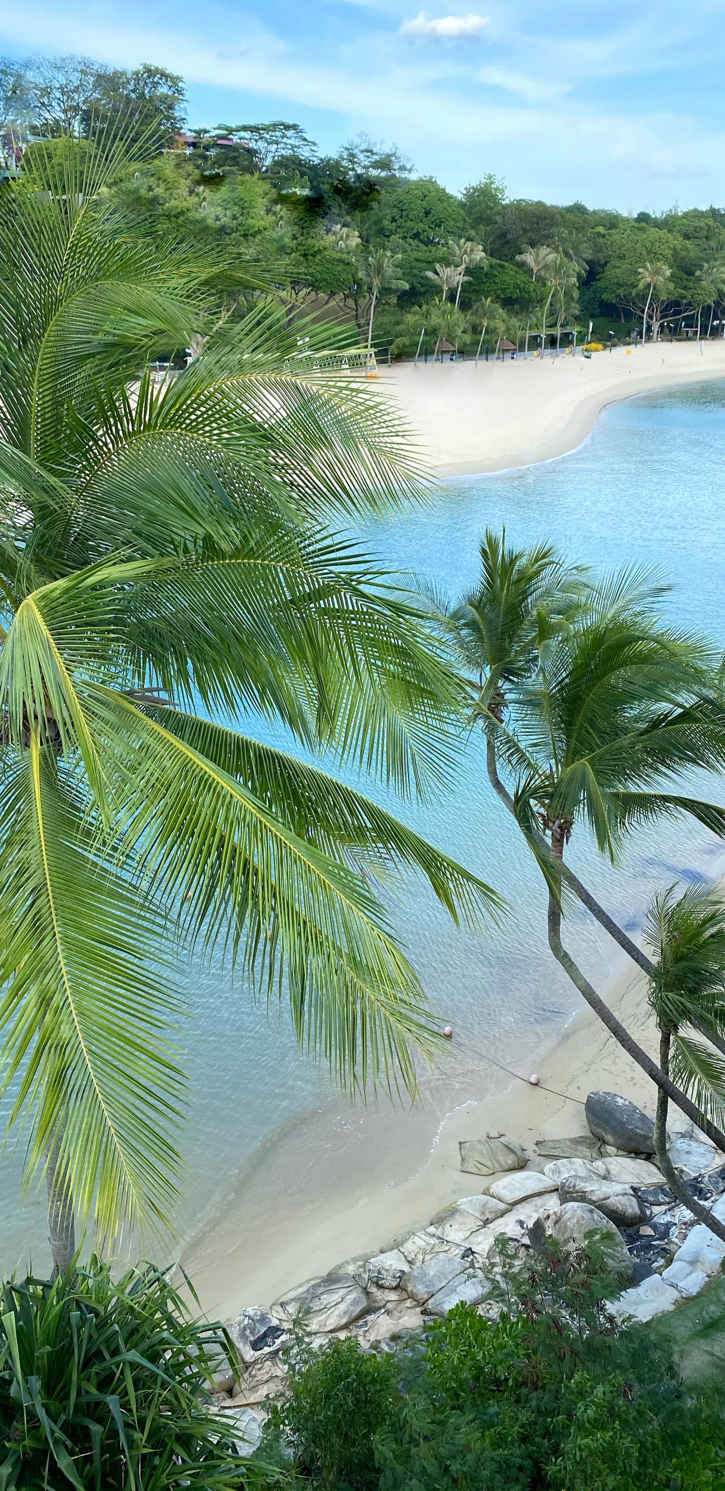 Vegetation, Palm Trees, Water, Ecosystem, Tourism. Wallpaper in 1440x2960 Resolution