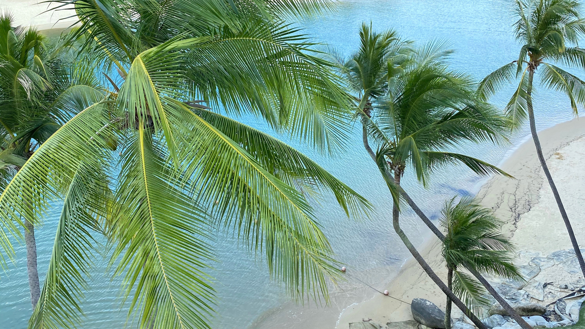 Vegetation, Palme, Wasser, Ökosystem, Tourismus. Wallpaper in 1920x1080 Resolution