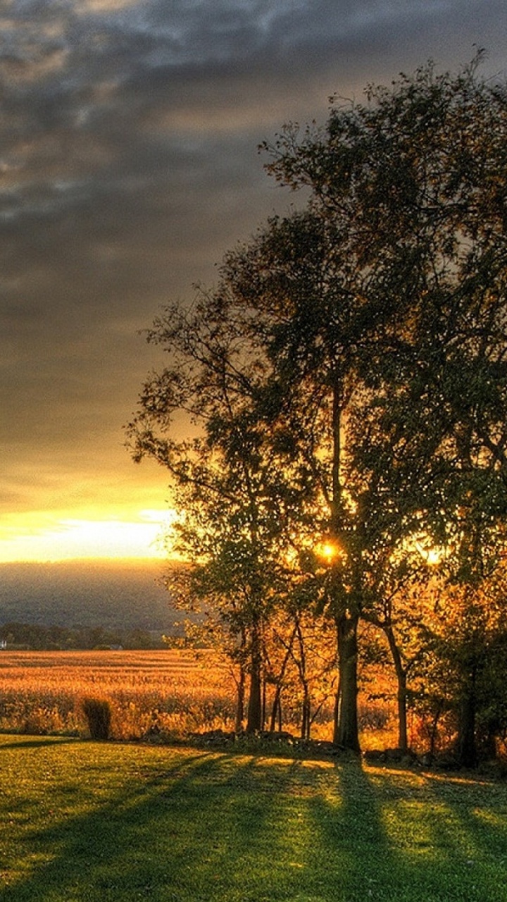 Champ D'herbe Verte Près Des Arbres Sous un Ciel Nuageux Pendant la Journée. Wallpaper in 720x1280 Resolution