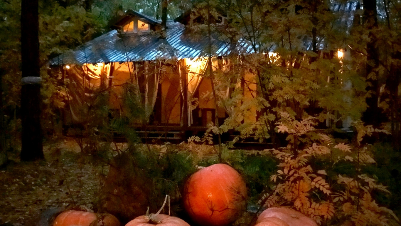 Forest, Tree, Winter Squash, Squash, Plant. Wallpaper in 1366x768 Resolution