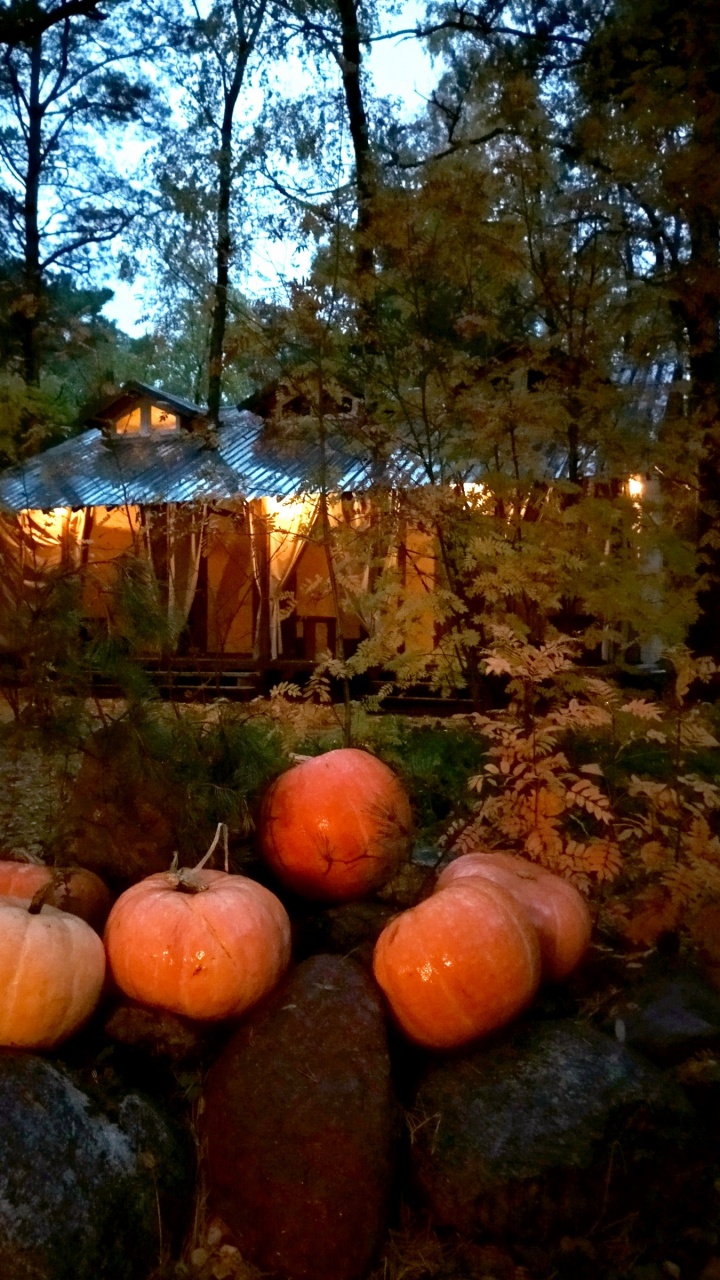 Forêt, Les Courges D'hiver, Courge, Citrouille, Aliment. Wallpaper in 720x1280 Resolution