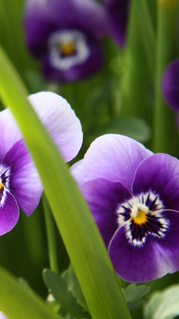 茜, 显花植物, 紫色的, Viola, 紫色的家庭 壁纸 750x1334 允许