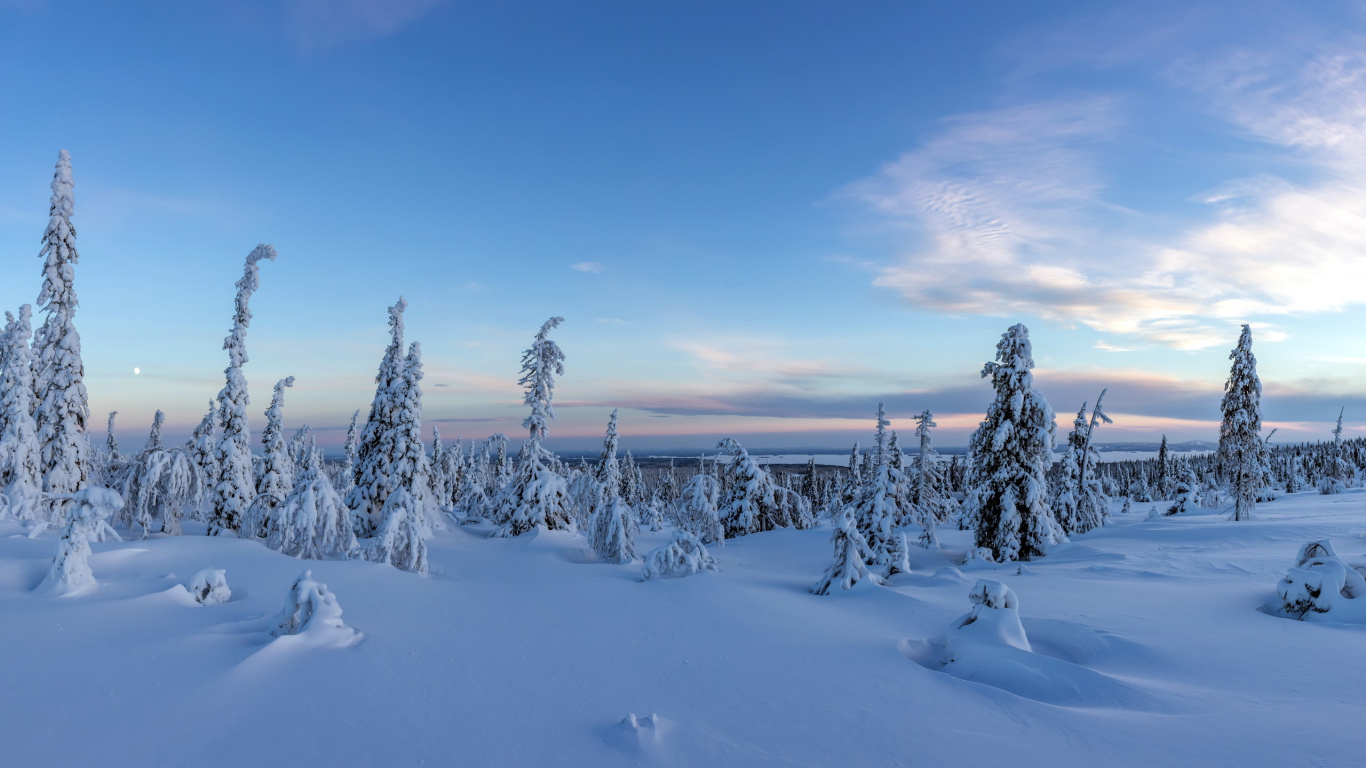Arbres Couverts de Neige Sous Ciel Bleu Pendant la Journée. Wallpaper in 1366x768 Resolution