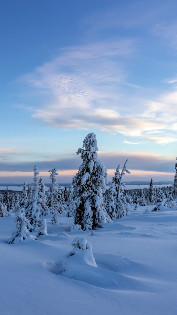 Snow Covered Trees Under Blue Sky During Daytime. Wallpaper in 750x1334 Resolution