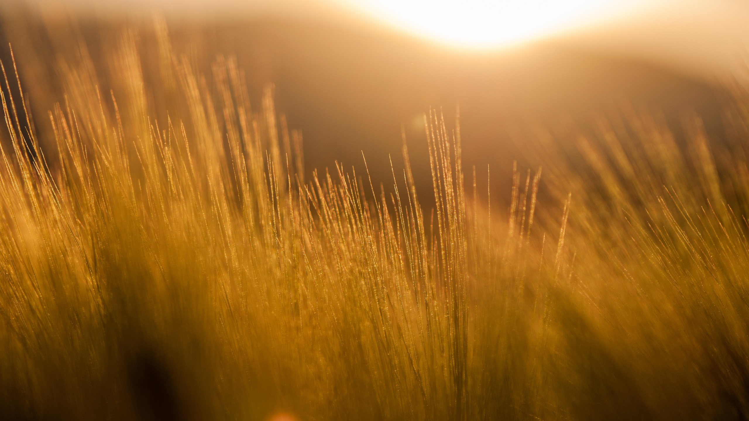 Grüne Wiese Bei Sonnenuntergang. Wallpaper in 2560x1440 Resolution