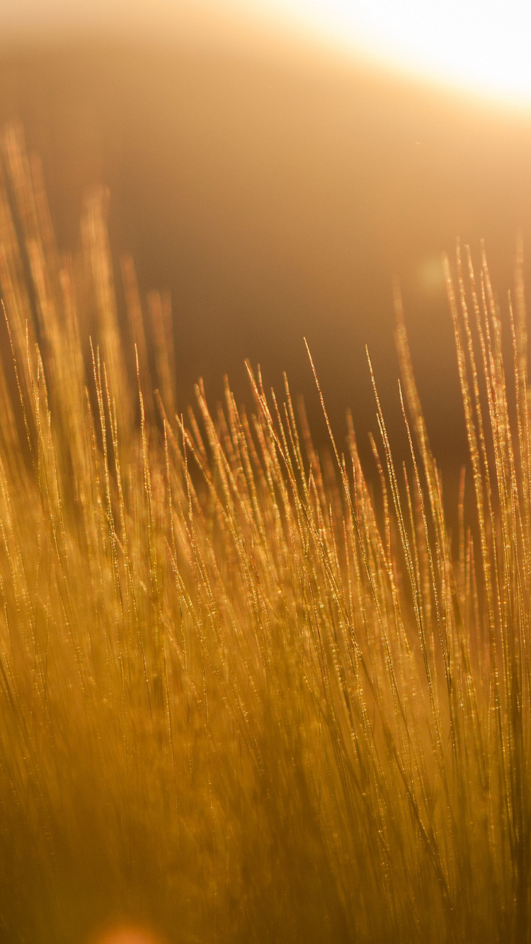 Champ D'herbe Verte Pendant le Coucher du Soleil. Wallpaper in 750x1334 Resolution