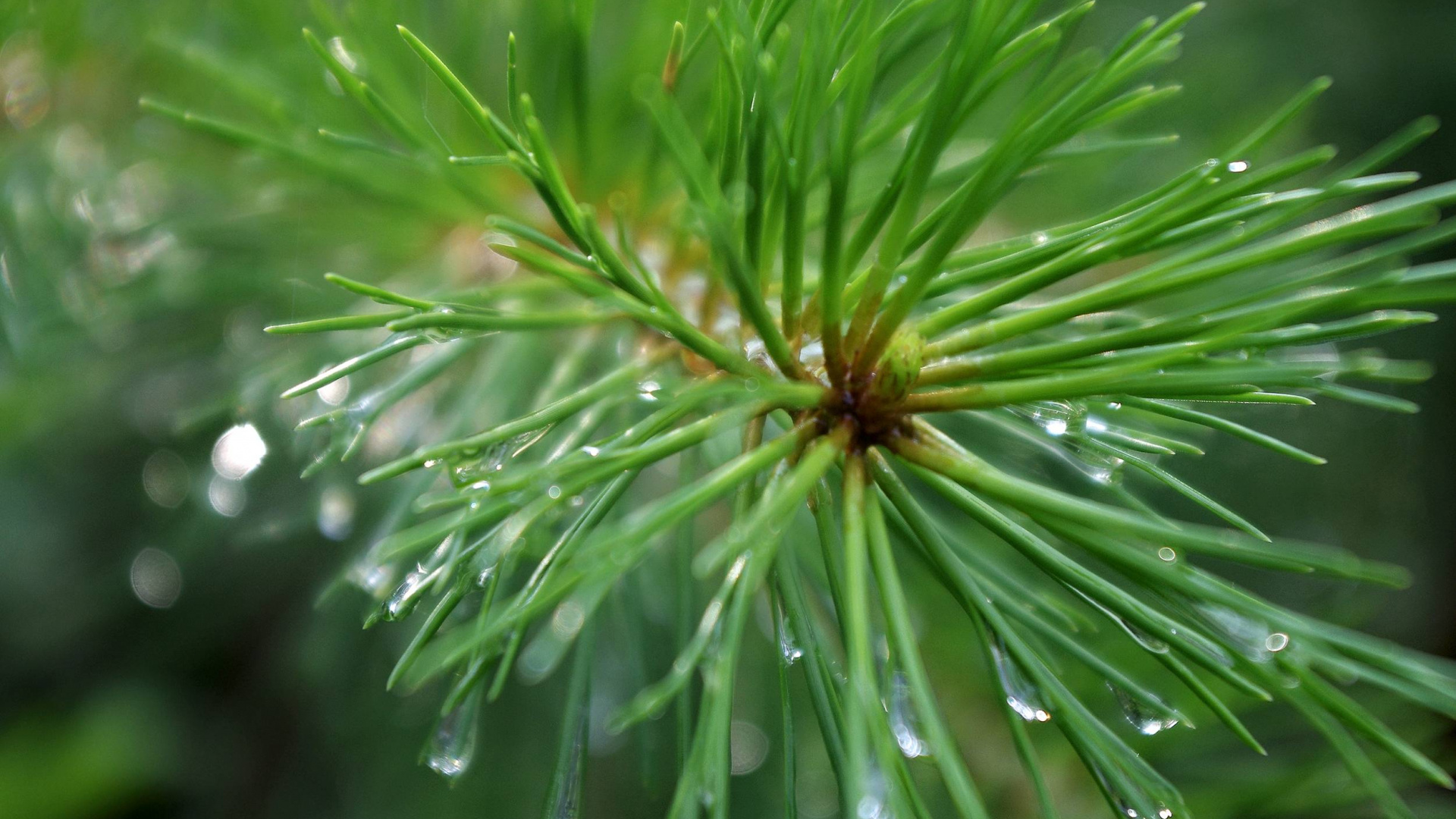 Planta Verde Con Gotas de Agua. Wallpaper in 1920x1080 Resolution