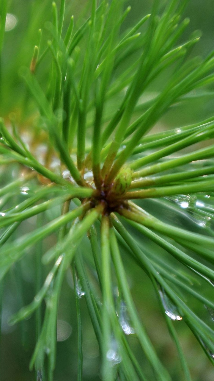 Planta Verde Con Gotas de Agua. Wallpaper in 720x1280 Resolution
