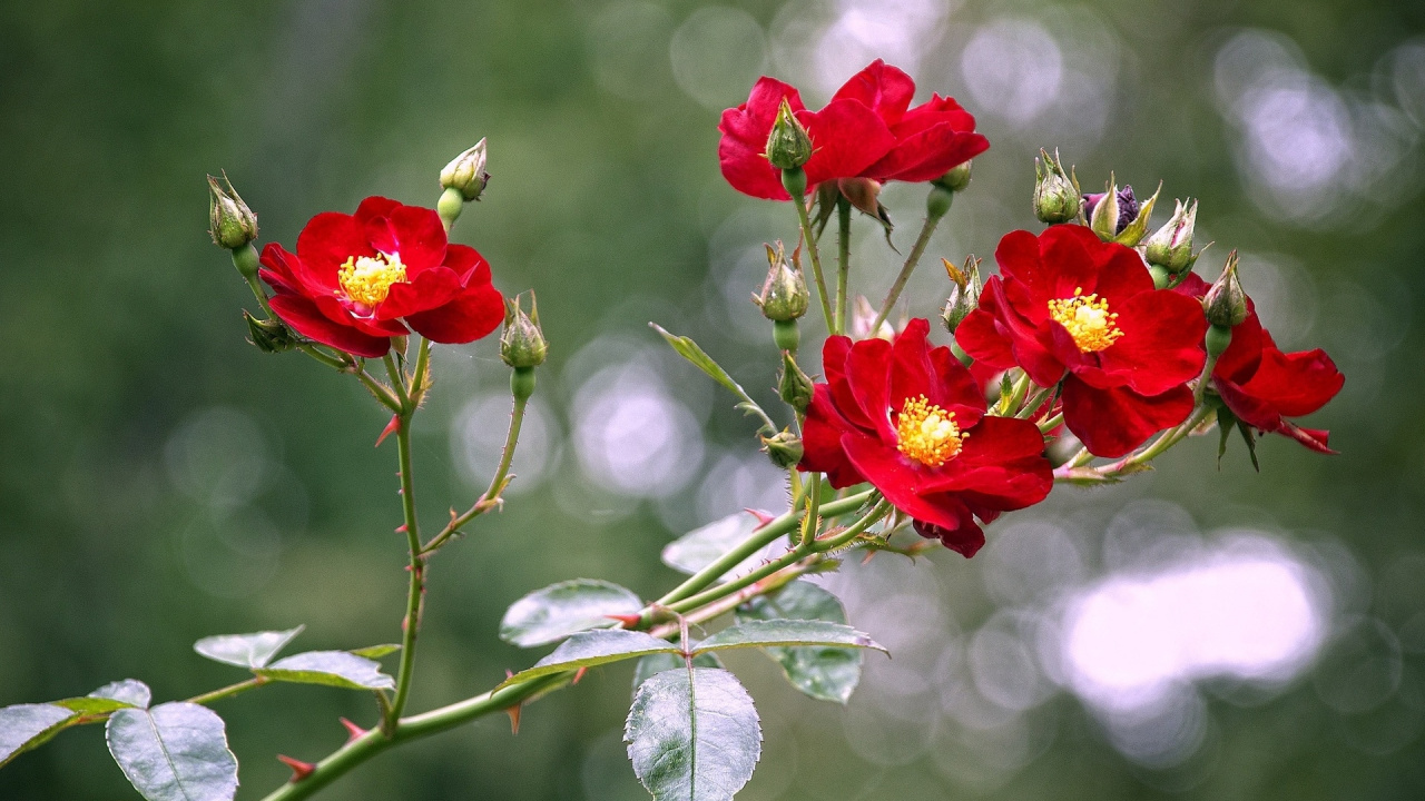 Flower, Plant, Leaf, Botany, Petal. Wallpaper in 1280x720 Resolution