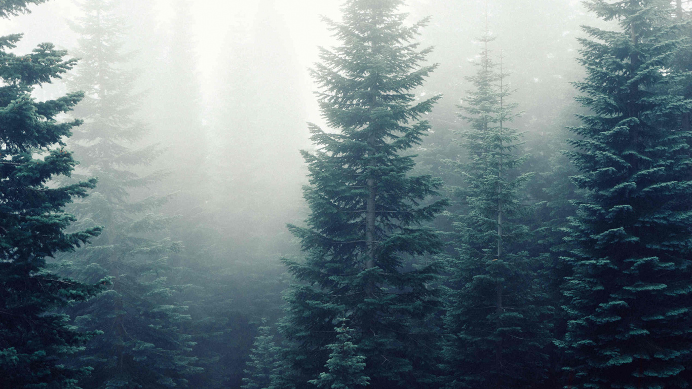 Pine Trees Covered With Fog. Wallpaper in 1366x768 Resolution