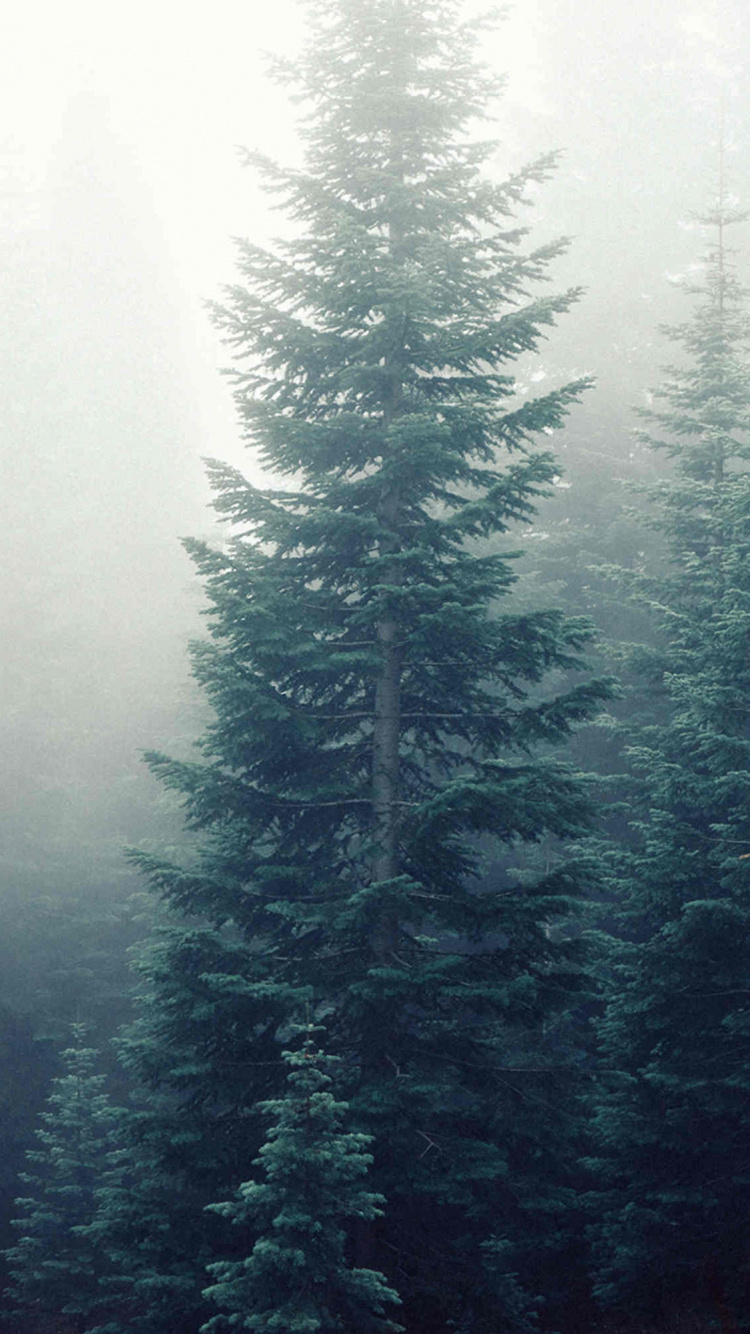 Pine Trees Covered With Fog. Wallpaper in 750x1334 Resolution