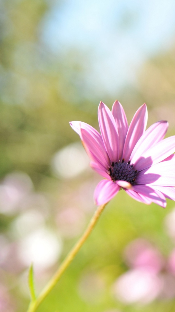 Lila Blume in Tilt-Shift-Linse. Wallpaper in 720x1280 Resolution