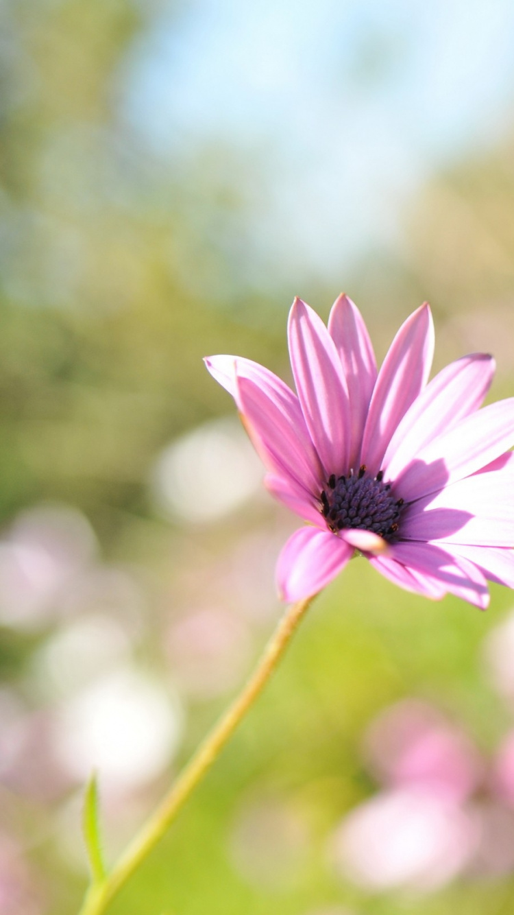 Purple Flower in Tilt Shift Lens. Wallpaper in 750x1334 Resolution