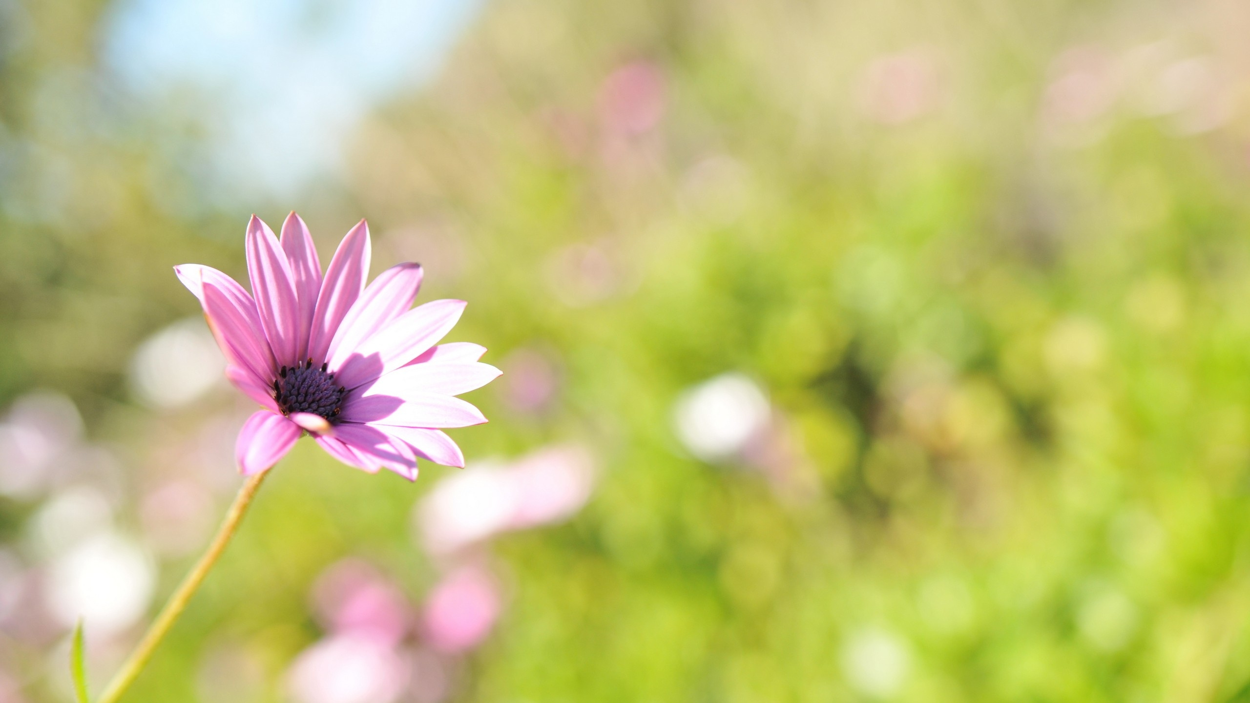 Fleur Pourpre Dans L'objectif à Basculement. Wallpaper in 2560x1440 Resolution