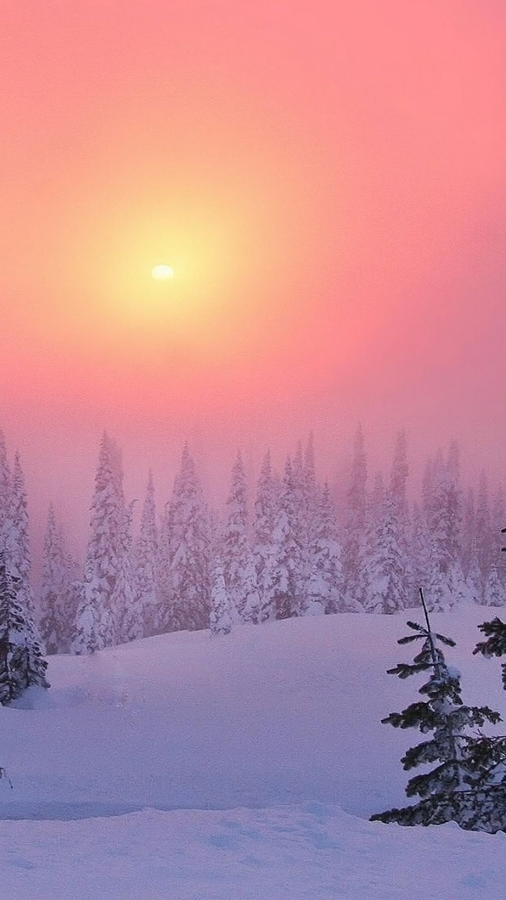 Snow Covered Pine Trees During Daytime. Wallpaper in 720x1280 Resolution