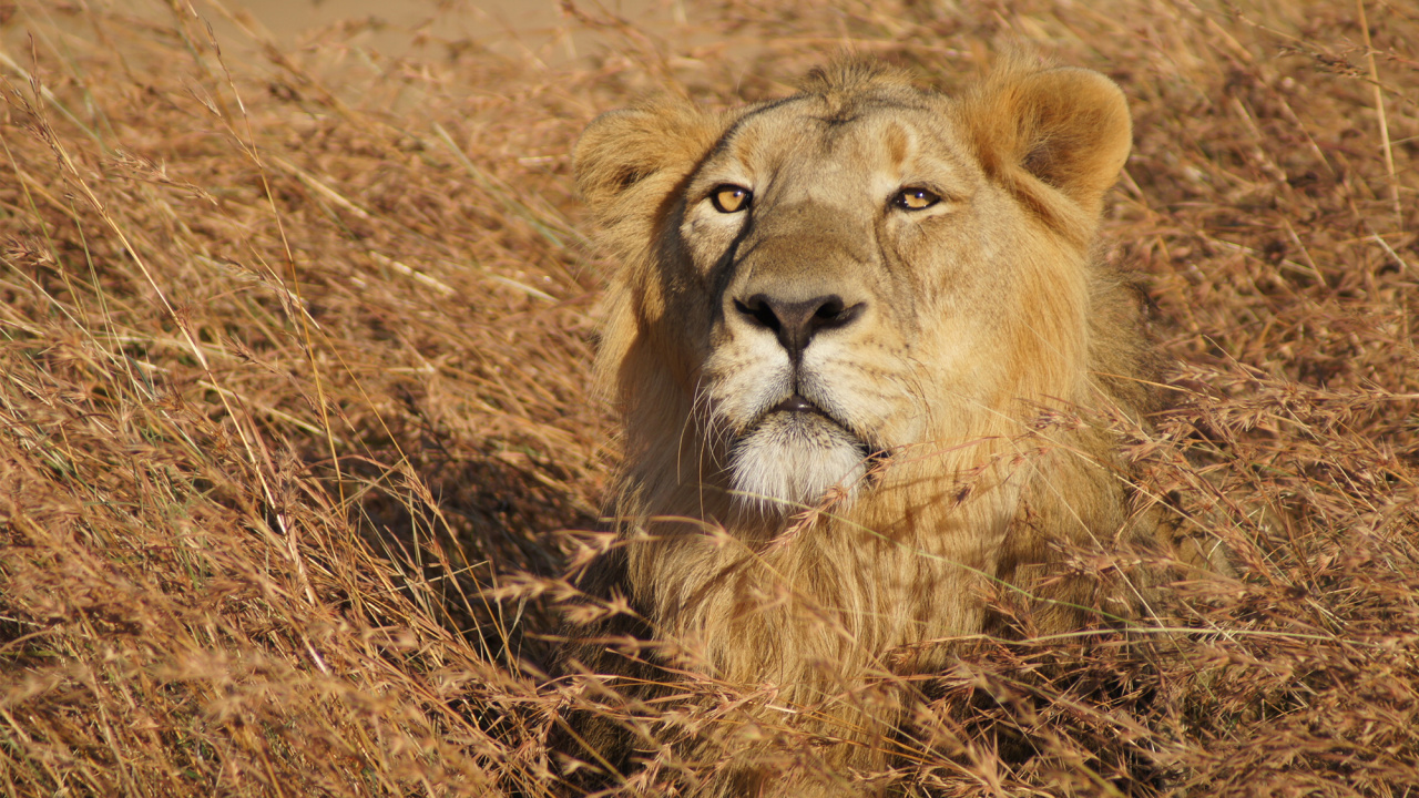 Lion Lying on Brown Grass. Wallpaper in 1280x720 Resolution