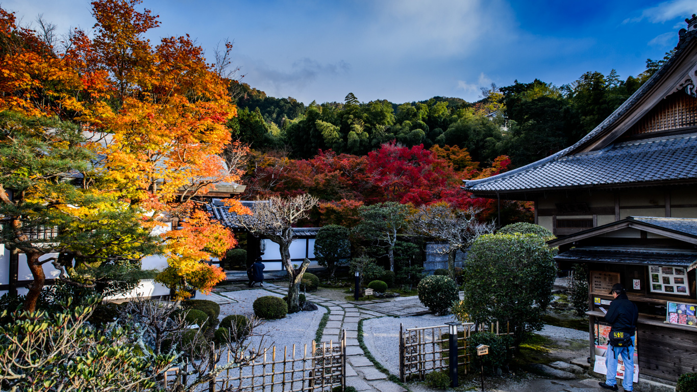 日本花园, 性质, 花园, 寺庙, 枫树 壁纸 1366x768 允许