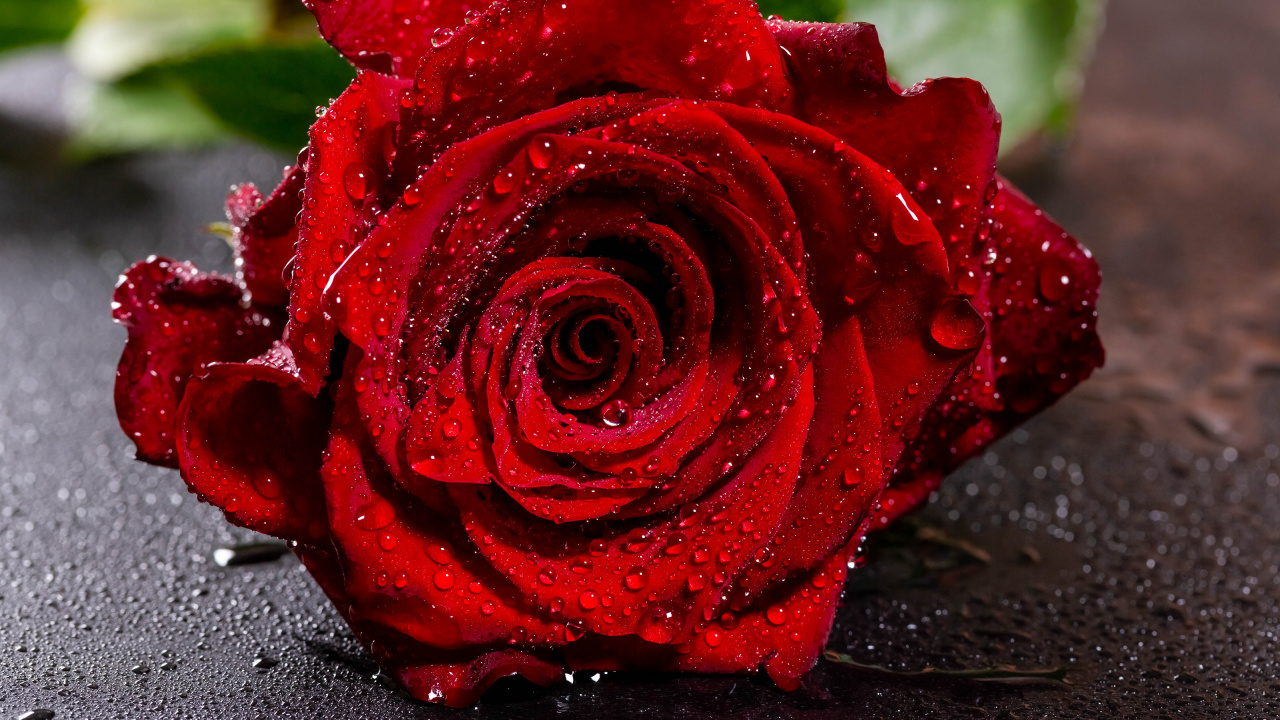 Red Rose on Black Surface. Wallpaper in 1280x720 Resolution