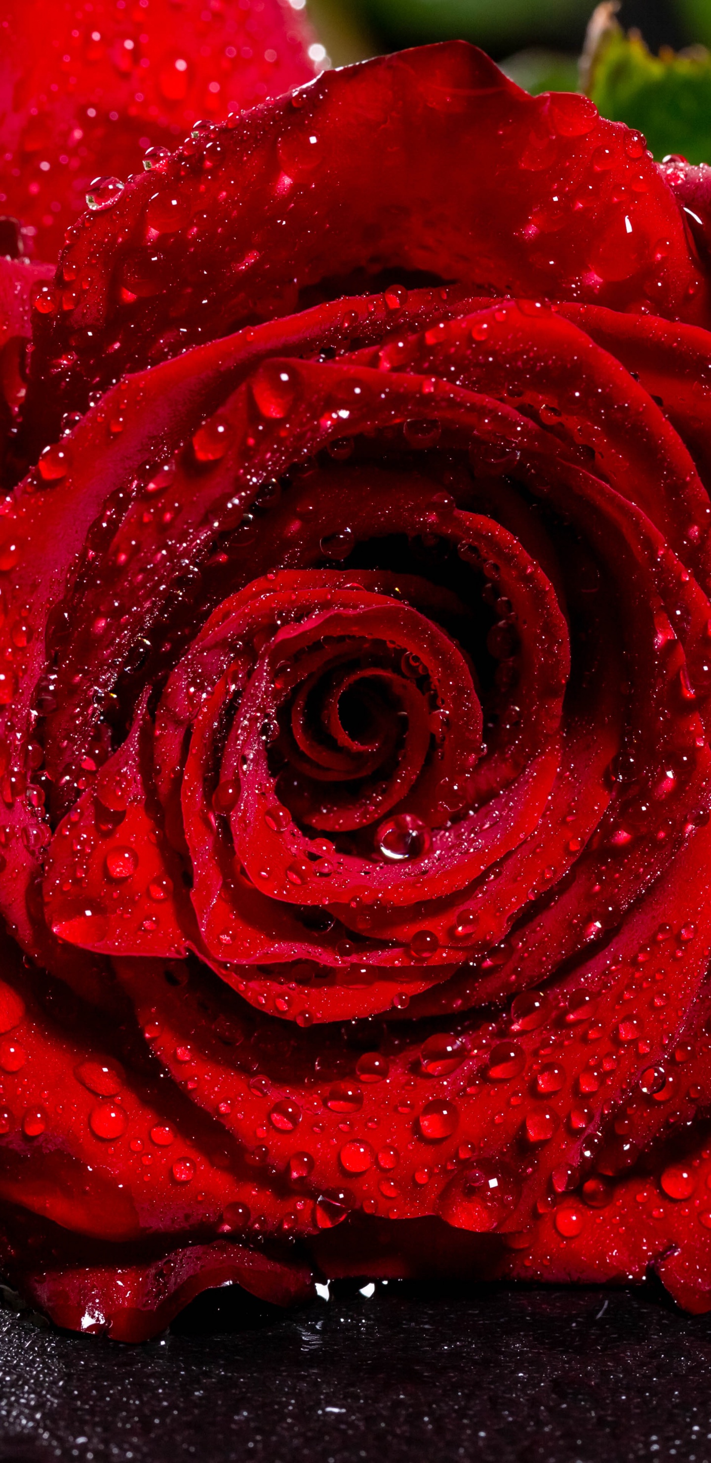 Red Rose on Black Surface. Wallpaper in 1440x2960 Resolution