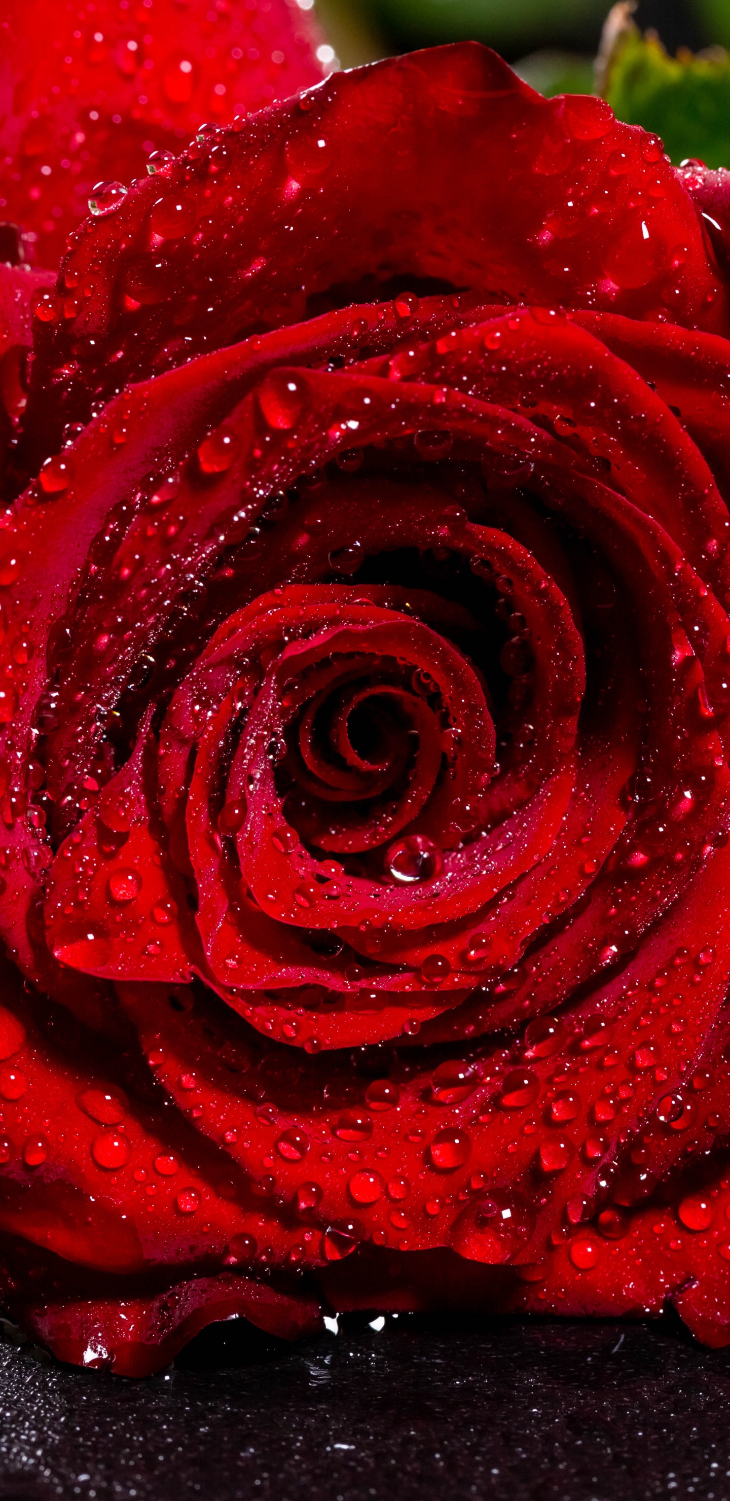 Rosa Roja Sobre Superficie Negra. Wallpaper in 1440x2960 Resolution