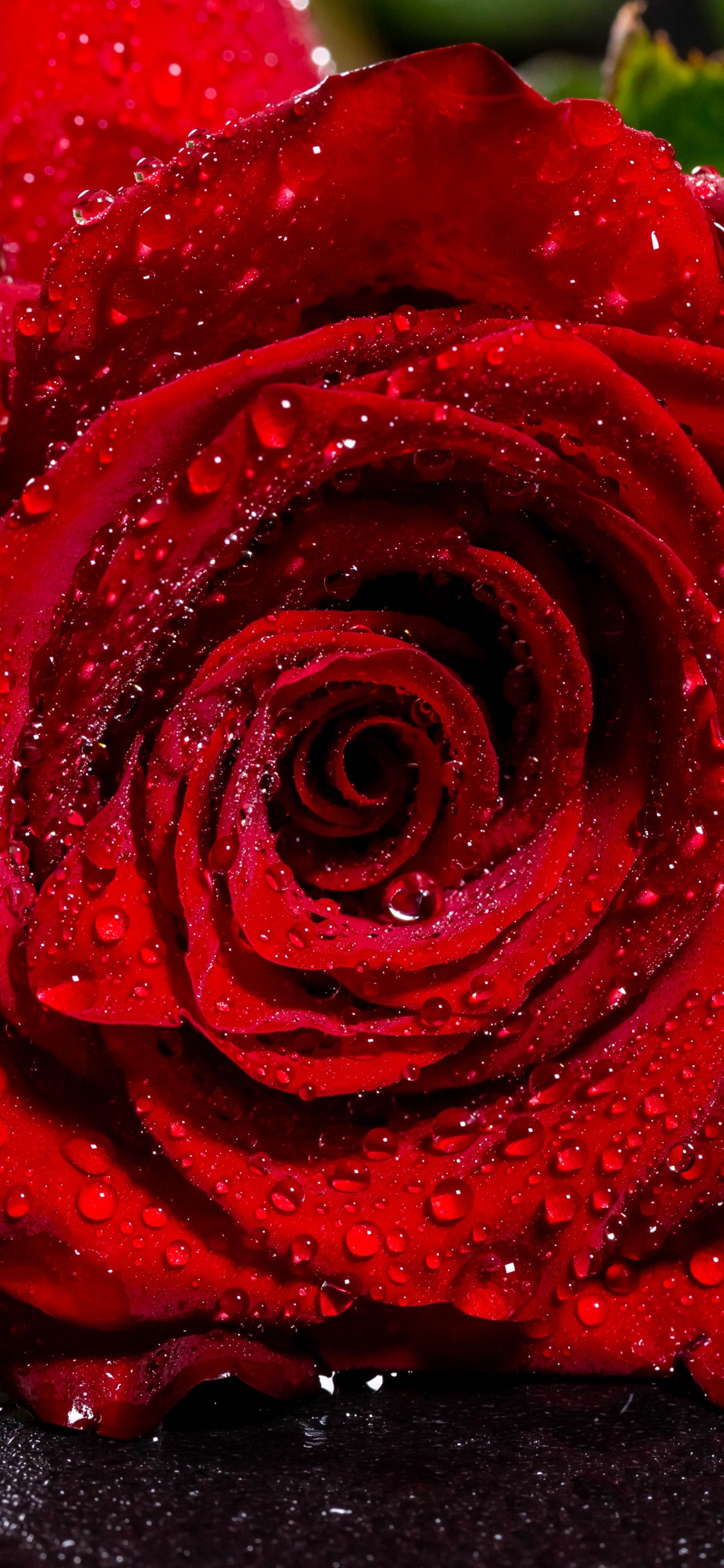 Rose Rouge Sur Surface Noire. Wallpaper in 1125x2436 Resolution