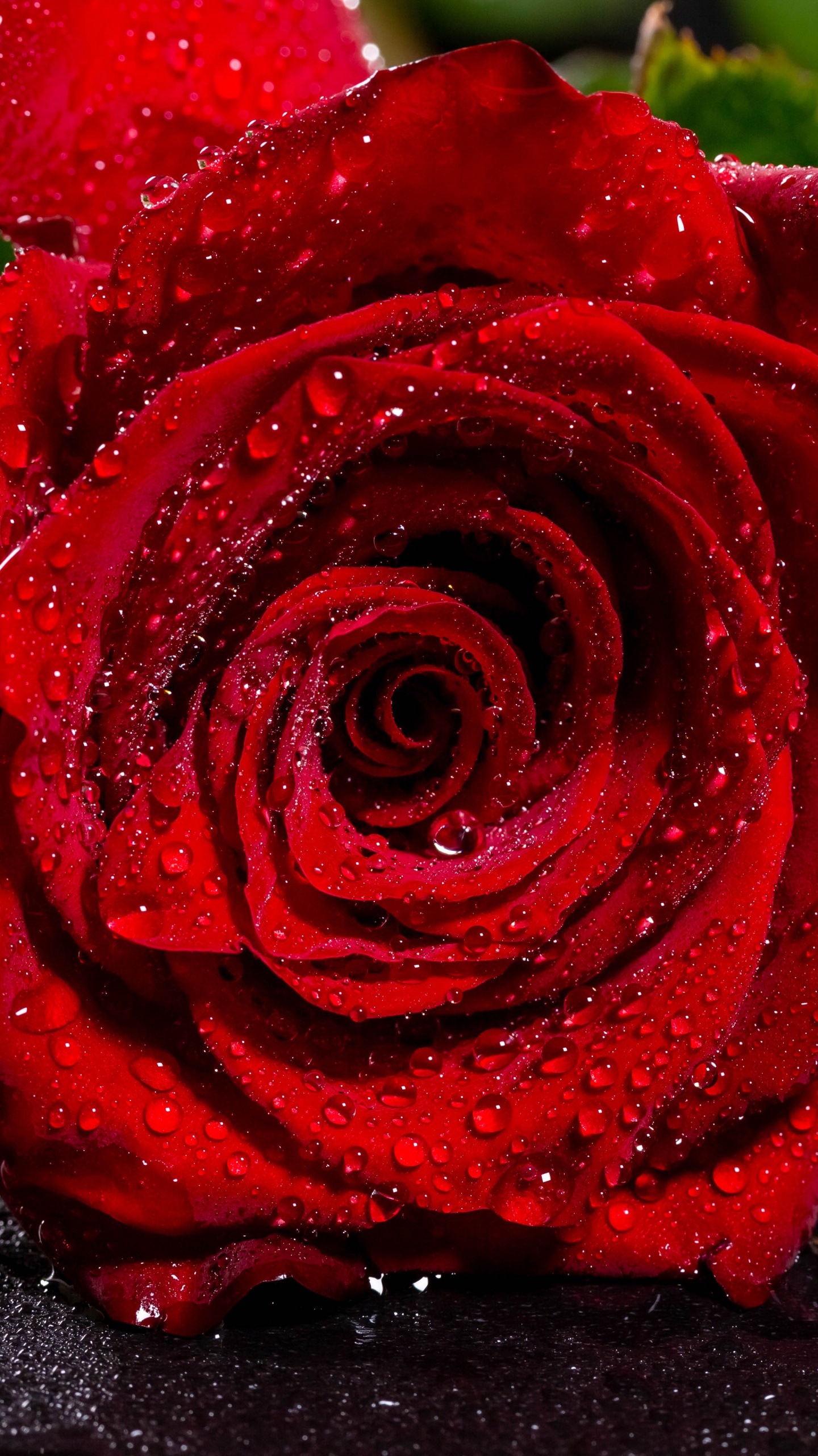 Rose Rouge Sur Surface Noire. Wallpaper in 1440x2560 Resolution