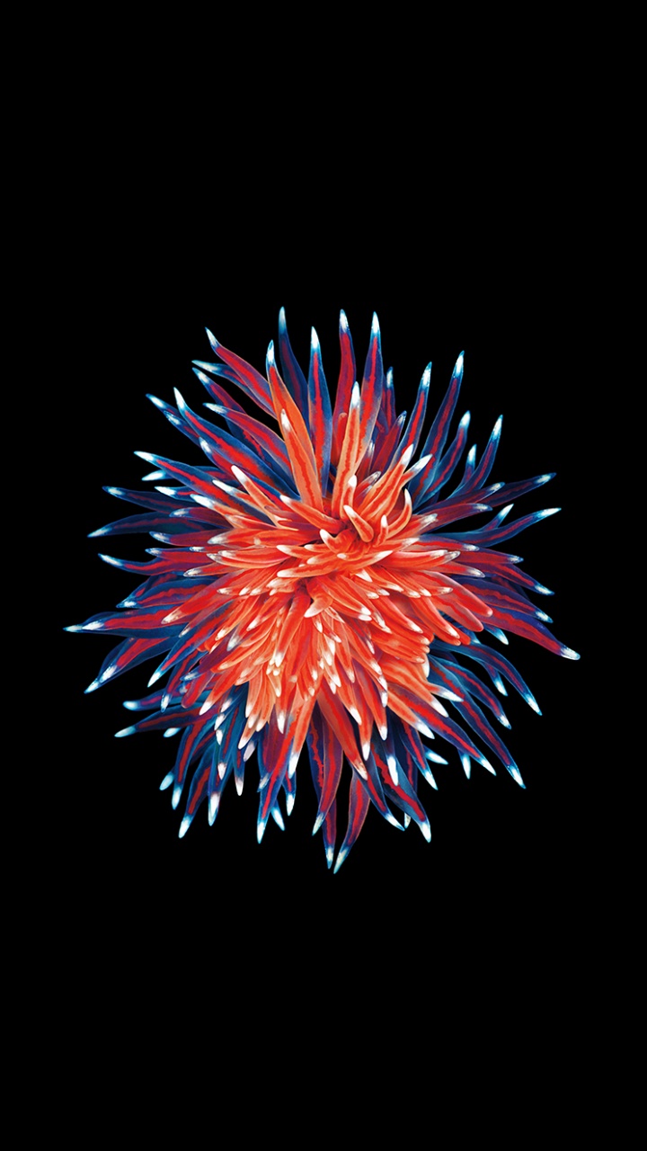 Apple, Smartphone, IOS, Accès Multiple au Code de Division, Zone Grise. Wallpaper in 720x1280 Resolution