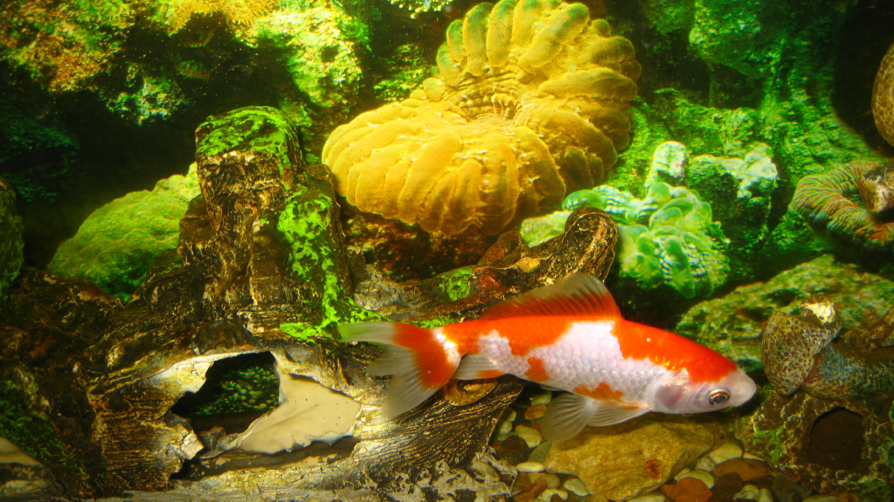 Oranger Und Weißer Fisch im Aquarium. Wallpaper in 1280x720 Resolution