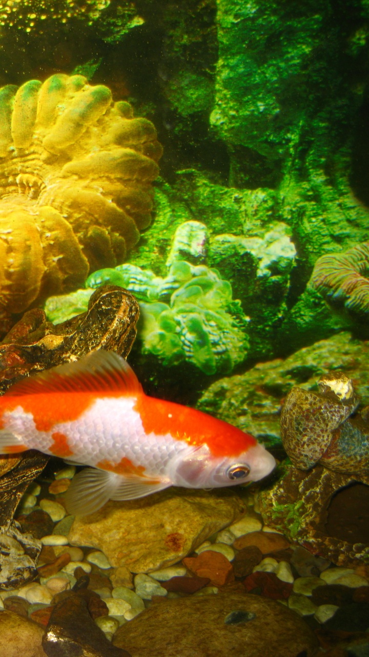 Oranger Und Weißer Fisch im Aquarium. Wallpaper in 720x1280 Resolution