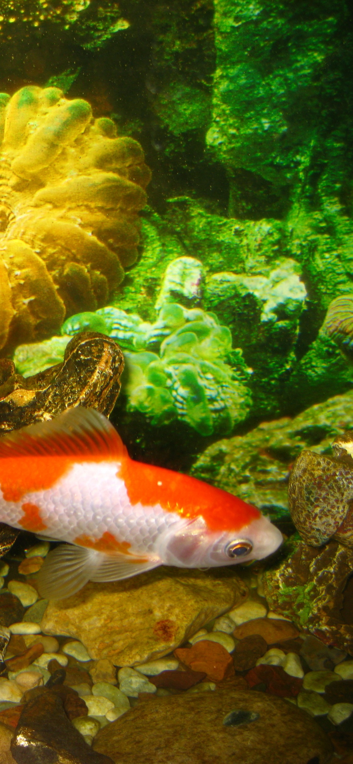 Orange and White Fish in Fish Tank. Wallpaper in 1125x2436 Resolution